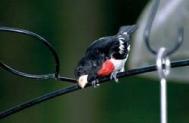 RB Grosbeak on perch c